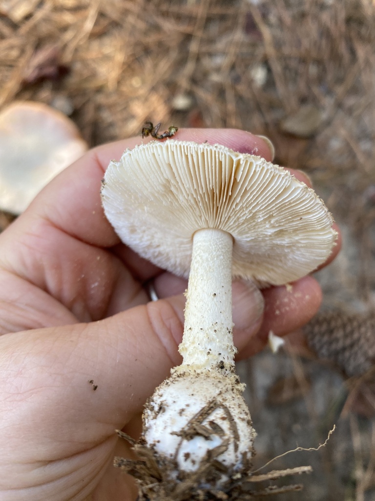 Poison Champagne Amanita