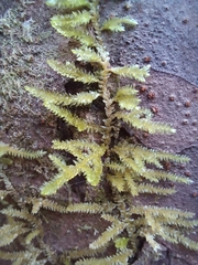 None (Camptochaete arbuscula)