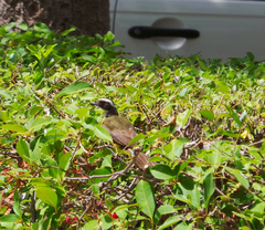 Myiozetetes similis