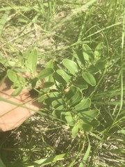Lithospermum canescens