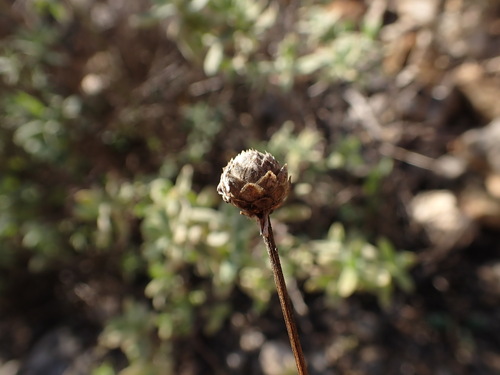 Image of Cephalaria leucantha by (c) Franck Cabot, some rights reserved (CC BY)