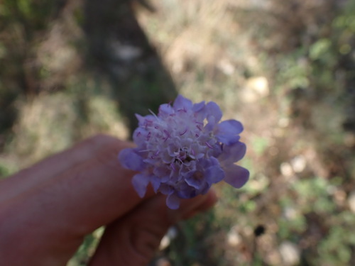 Image of Scabious (Scabiosa triandra) by (c) Franck Cabot, some rights reserved (CC BY)