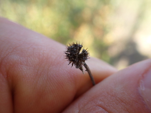 Image of Scabious (Scabiosa triandra) by (c) Franck Cabot, some rights reserved (CC BY)