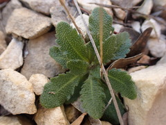 (c) Franck Cabot, some rights reserved (CC BY) Arabis planisiliqua, photograph (c) Franck Cabot, some rights reserved (CC BY)