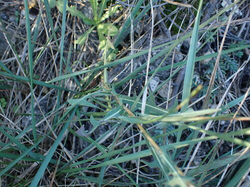 Image of Lactuca viminea by (c) Franck Cabot, some rights reserved (CC BY)