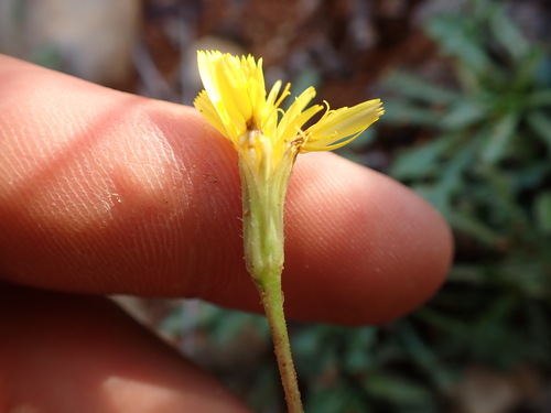 Hairy hawkbit (Leontodon hirtus)