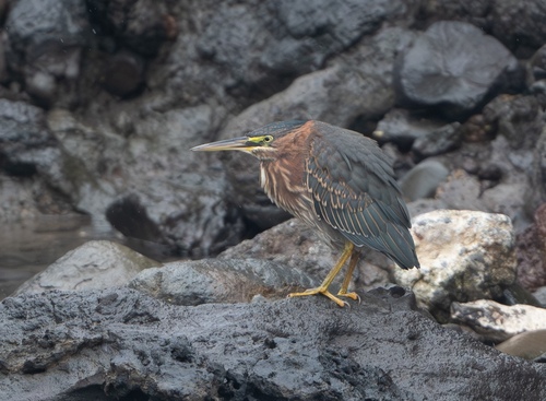 Garcilla verde (Butorides virescens)