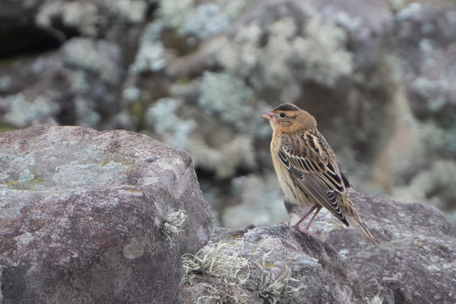 Tordo charlatán (Dolichonyx oryzivorus)