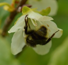 Bombus flavidus flavidus