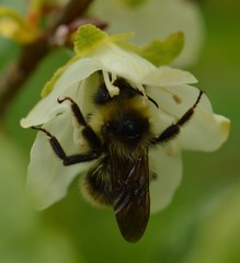 Bombus flavidus flavidus