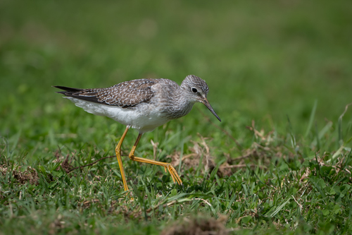 Archibebe patigualdo chico (Tringa flavipes)