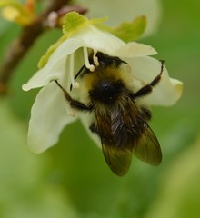 Bombus flavidus flavidus