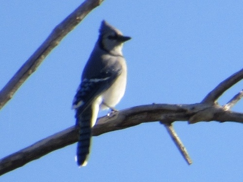 Blue Jay photographed in Oklahoma