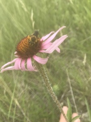 Andrena rudbeckiae