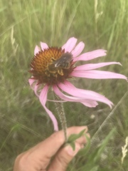 Andrena rudbeckiae