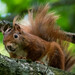 Eurasian Red Squirrel - Photo (c) Jean-Marie GRADOT, some rights reserved (CC BY-NC)