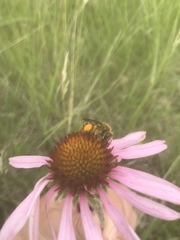 Andrena rudbeckiae