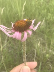 Andrena rudbeckiae