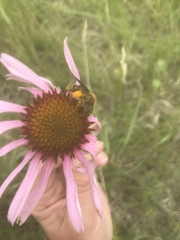 Andrena rudbeckiae