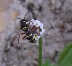 Nomada texana