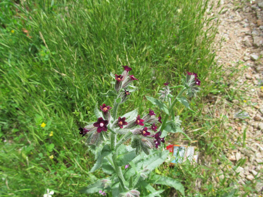 Anchusa undulata (Anchusa undulata)