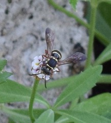 Nomada texana