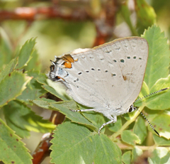 Satyrium sylvinus
