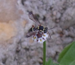 Nomada texana