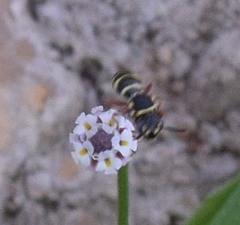 Nomada texana