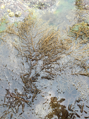 Sargassum muticum