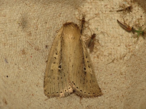 Brown-veined Wainscot