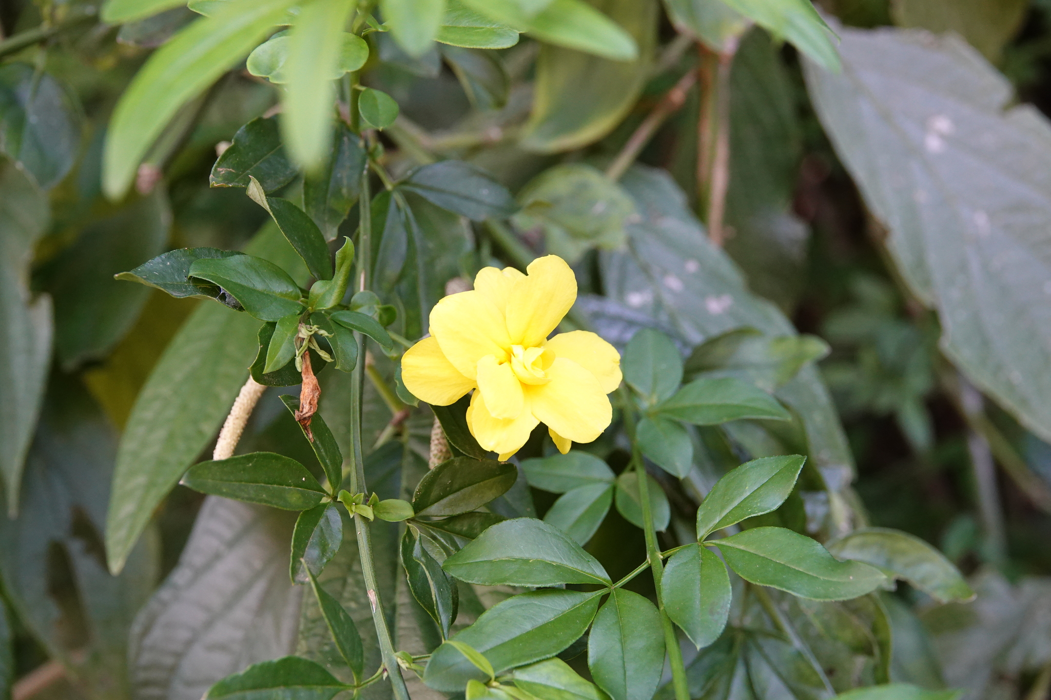 Jasminum mesnyi