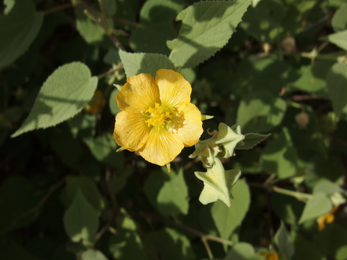 Image of Abutilon abutiloides by (c) Sue Carnahan, some rights reserved (CC BY)
