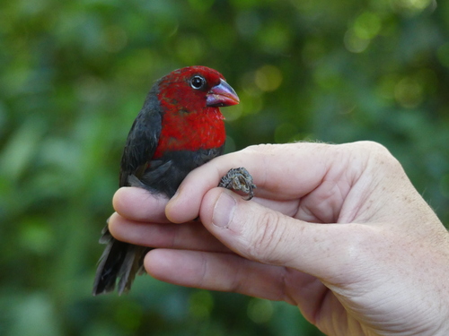 Red-headed Bluebill (Spermophaga ruficapilla), photo 3