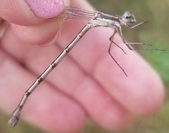 Lestes australis