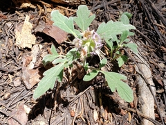 Hydrophyllum occidentale
