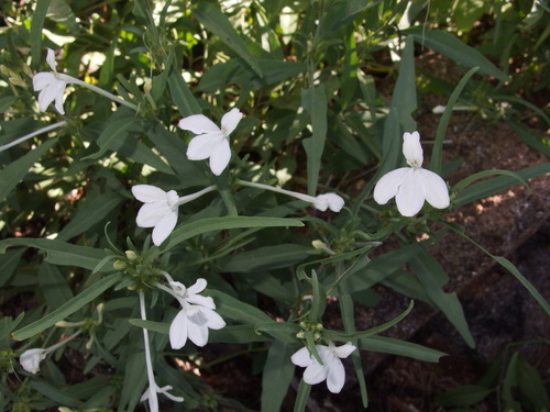 Image of Justicia longii by (c) Sue Carnahan, some rights reserved (CC BY)