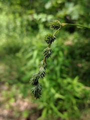 Carex argyrantha