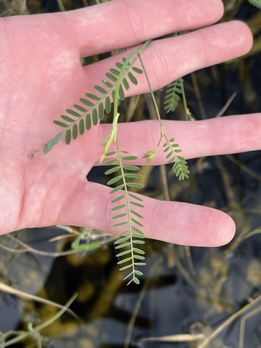 Image of Aeschynomene pratensis by no rights reserved