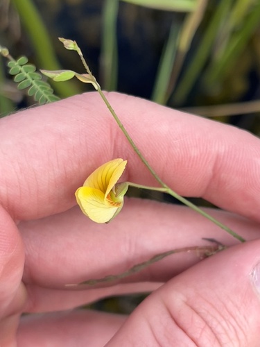 Image of Meadow Jointvetch (Aeschynomene pratensis) by no rights reserved