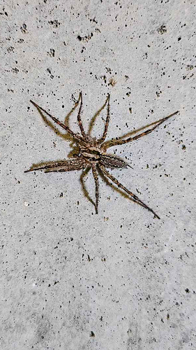 Grass Spiders