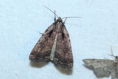 Eueretagrotis attentus