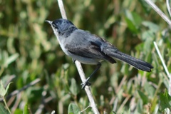 Polioptila californica californica
