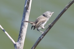 Polioptila californica californica