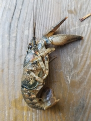 Faxonius carolinensis