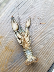 Faxonius carolinensis