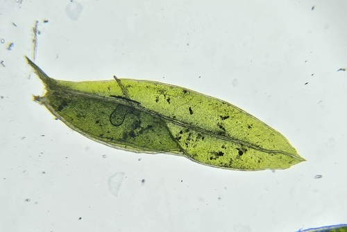 Image of Fissidens bryoides by (c) Helen Waterman, some rights reserved (CC BY)