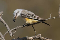 Scissor-Tailed Flycatcher photo 6