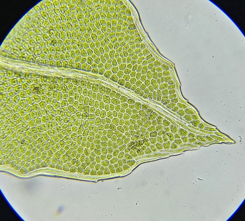 Image of Fissidens bryoides by (c) Helen Waterman, some rights reserved (CC BY)