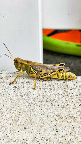 Differential Grasshopper